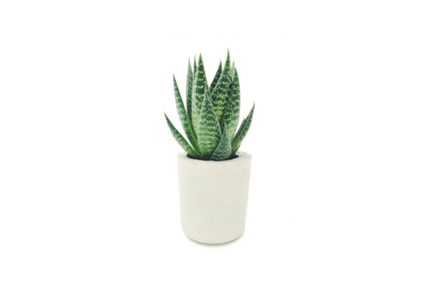 Plant of Alo vera gel on transparent background png free download