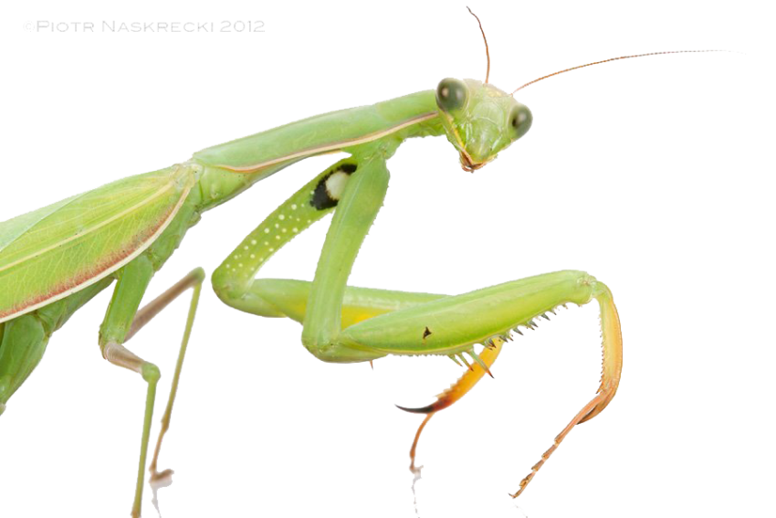 Real Praying Insect Mantis Transparent Background Image PNG Download Free