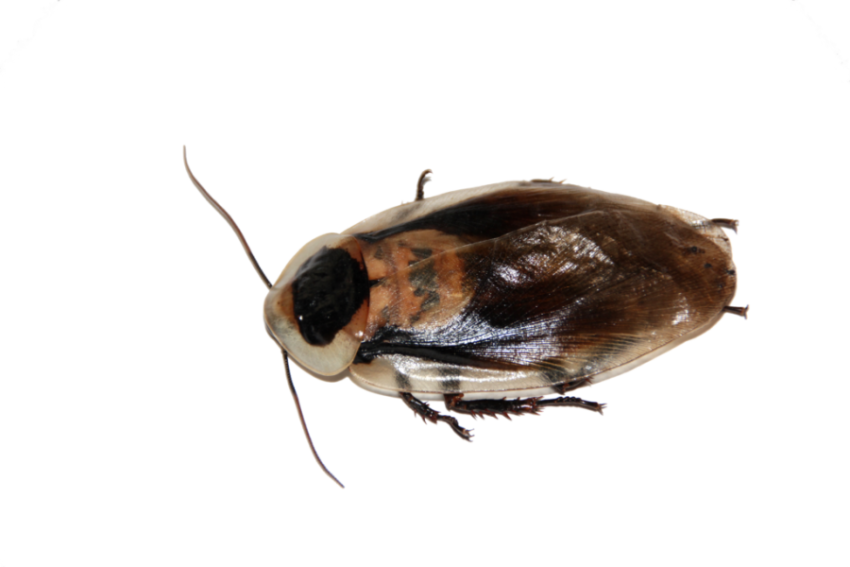 Oriental Cockroach PNG Transparent Background Picture free Download