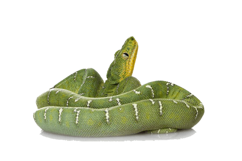 Anaconda Green Circle Transparent PNG Image Download