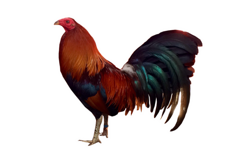 Rooster PNG Vecter Clipart Sticker PNG Free Image