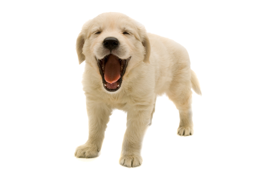 Puppy PNG Vector Image On Transparent Background