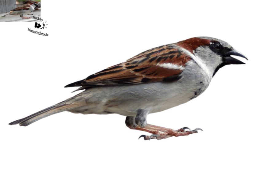 House Sparrow Bird Stock Photography PNG  Image