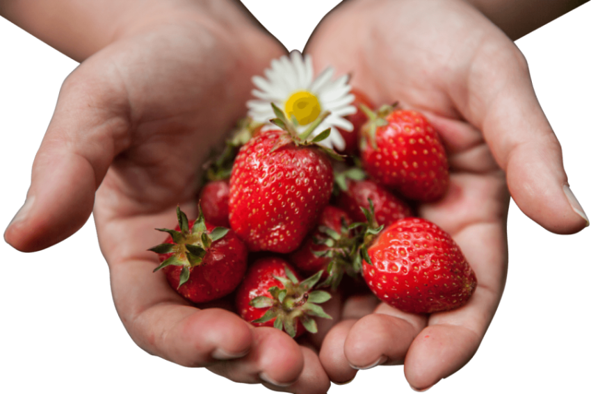Red Strawberries With Green Caps With Flower In Palms,HD Strawberries Photo Free Download PNG Image,Transparent Background
