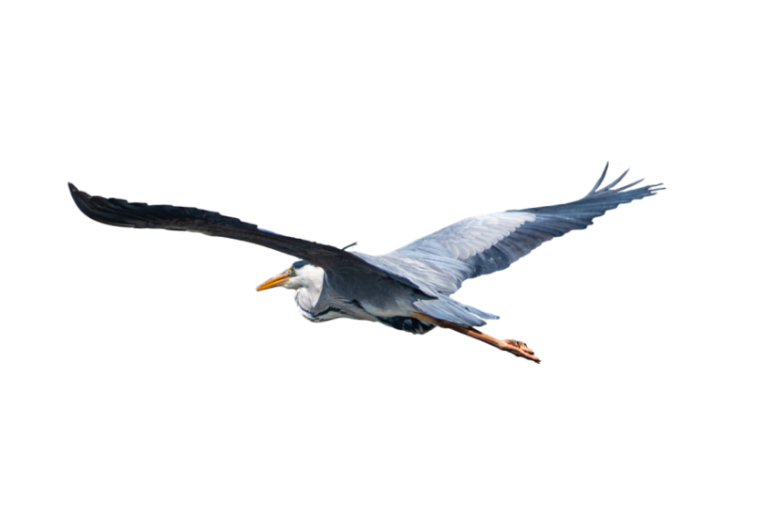 Grey Heron Duck Flying PNG Free Photo