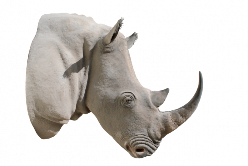 Rhinoceros Head PNG Image & PSD Free Download