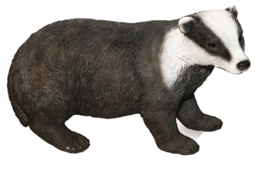 Black And White Badger On SVg Stock Art Picture PNG Photo Transparent free Download