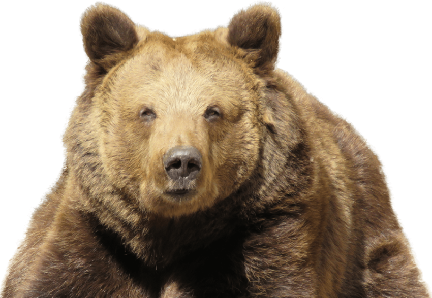 Download Free Kodiak Brown Bear PNG Image