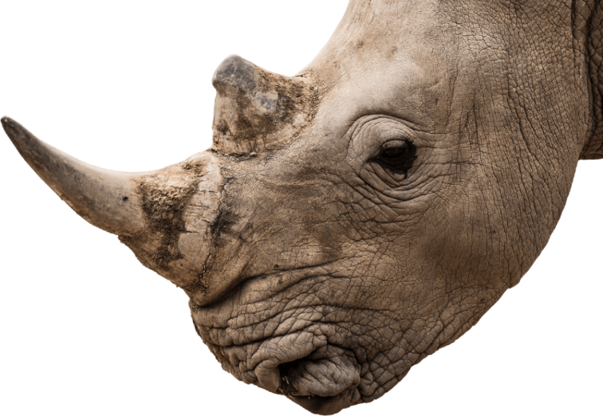 HD Animated Rhinoceros PNG Head Photo