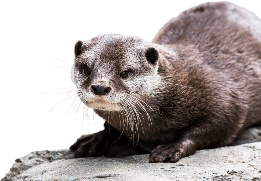 River Otter PNG Image Free Photo to Wallpaper