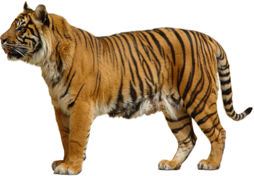 Tiger png by sabirpure d5ruoyh