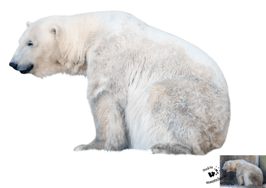 Polar Bear PNG Image On Transparent free download