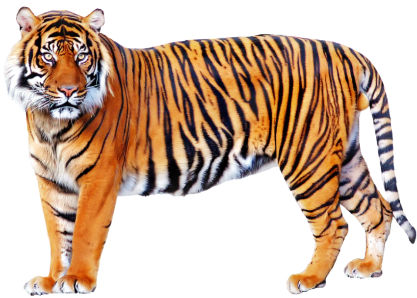 Tiger PNG Image free download