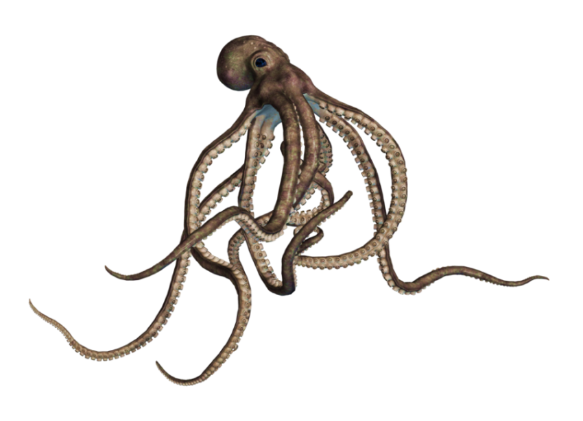 Nautiloid PNG Image Transparent Background