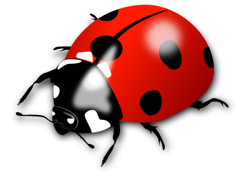 Red Animated Ladybird Beetle PNG Image Free Download