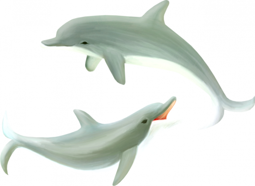 Oceanic Dolphin PNG Illustration Image Free Download