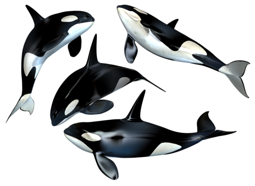 Killer whale png stock png photo