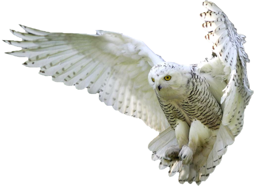 Owl white colour transparent background, owl flying in the air png free download
