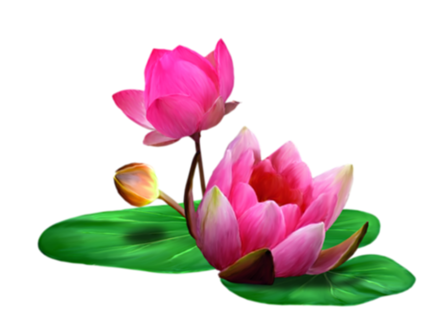 A Lotus PNG Image with Transparent Background Free