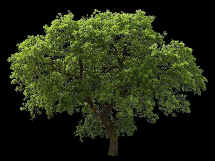 Download free top 100+ Trees PNG For Photo Editing, Free Download png tree image