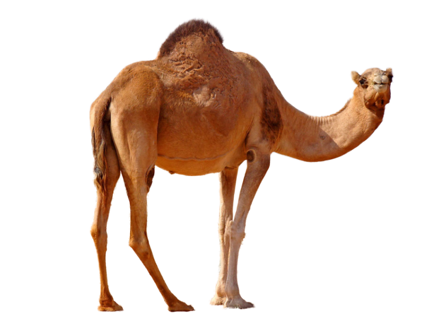 Camel png free download side pose