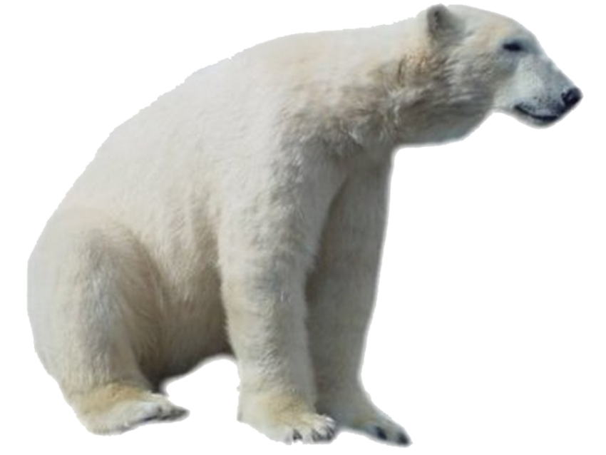 HQ Ice Bear PNG & White Bear Image free Transparent download