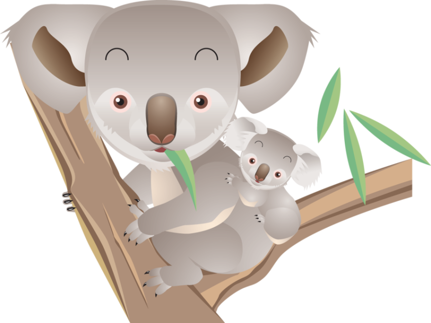 Koala PNG Transparent Image Free Download