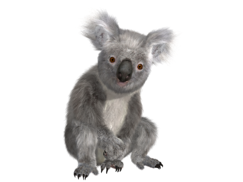 Koala Hd PNG Picture Free Transparent Background