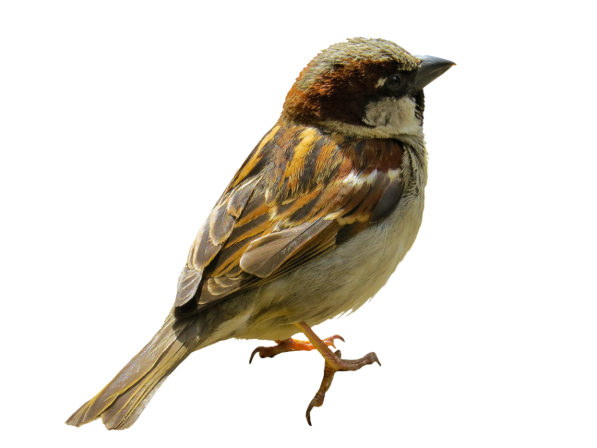 PSD Design House Sparrow PNG Photo Download Free