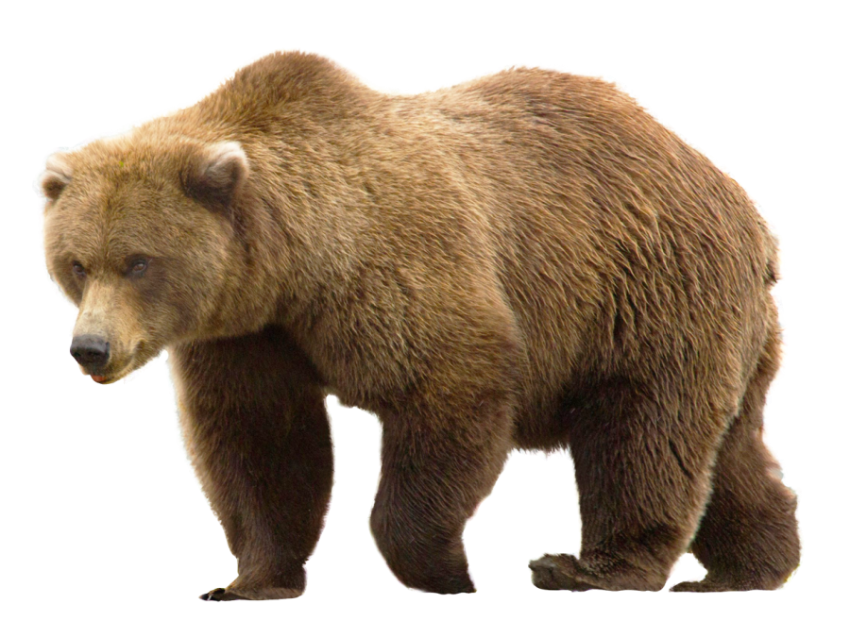 Bear Image Free HD Background PNG Vector & Illustration Photo Free Download