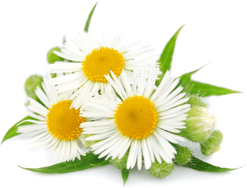 Vector Clipart Chamomile Flowers Plants PNG Image Free Download