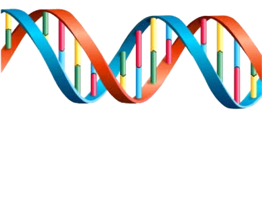 DNA Biology PNG Image Free Download