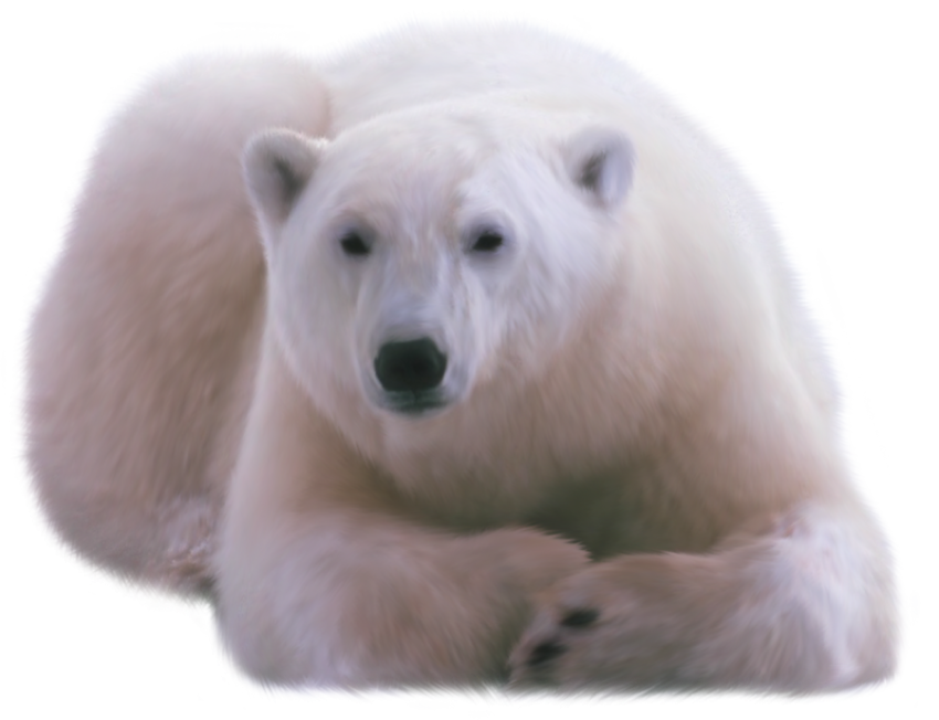 Cute Vector Stock Ice Bear PNG Picture With Transparent Background free download