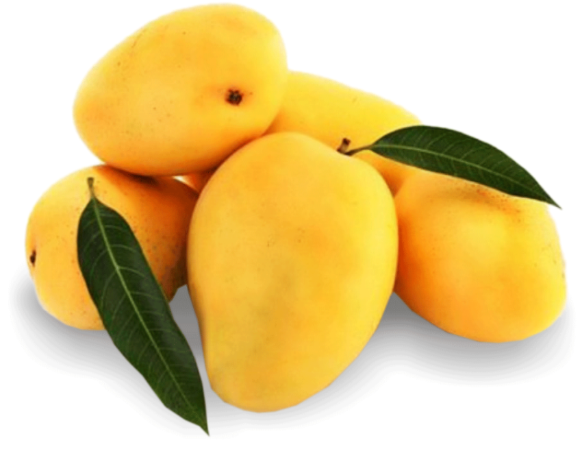 PNG Vector Art India PNG Alphonso Mango Fruits real Great Juice PNG Free Download