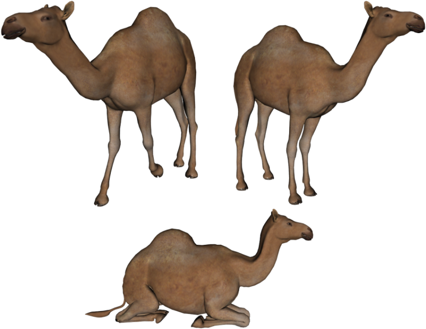 Camel png free download 3 camel in one secreen