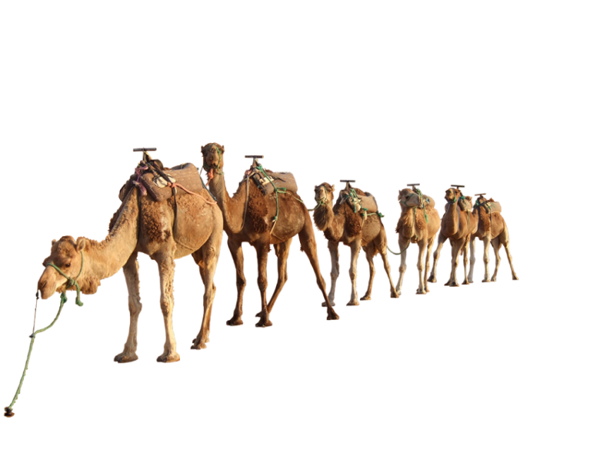 Camel png free download group camel walking