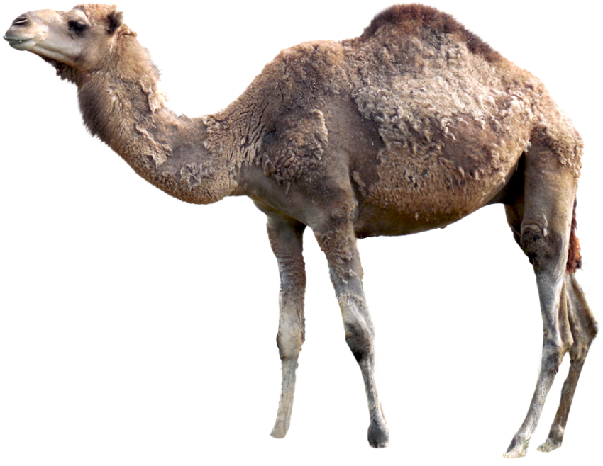 Camel png free download sick camel