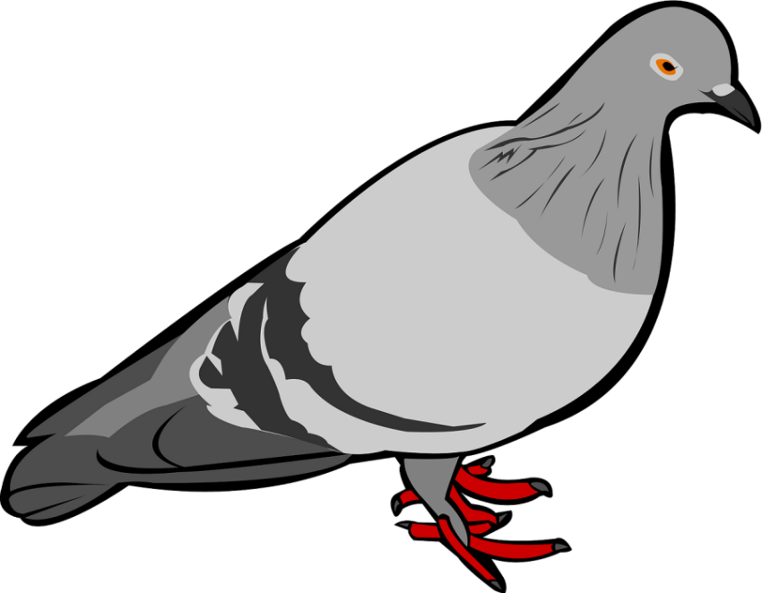 Rock Dove Graghic Art PNG Bird Image