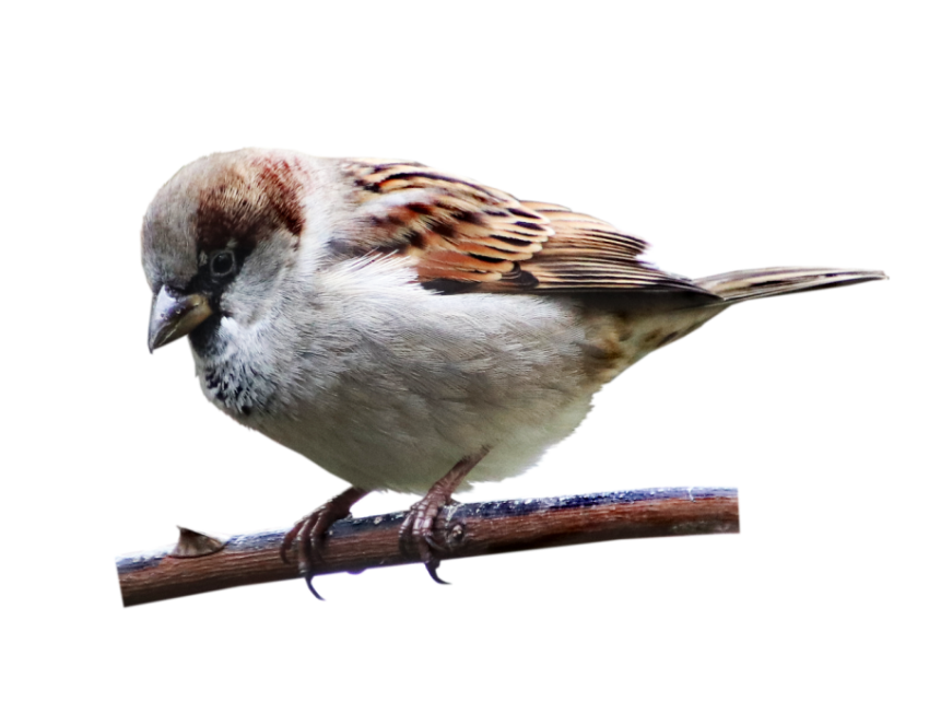 Royalty Free Birds On House Sparrow PNG Transparent Free download