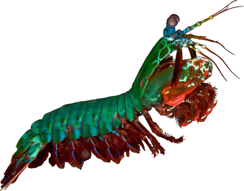 Mantis Shrimp Isolated on Transparent Backgrounf PNG Image Free download