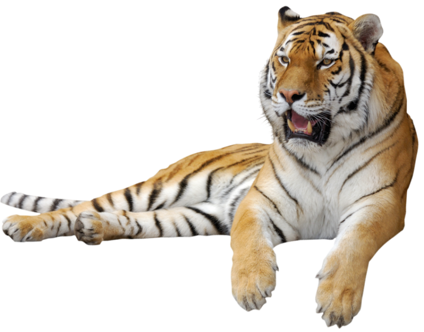 Tiger PNG image free download