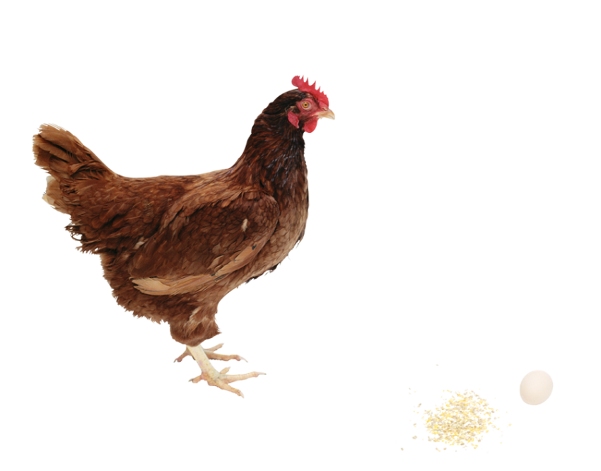 Chicken PNG free download with egg