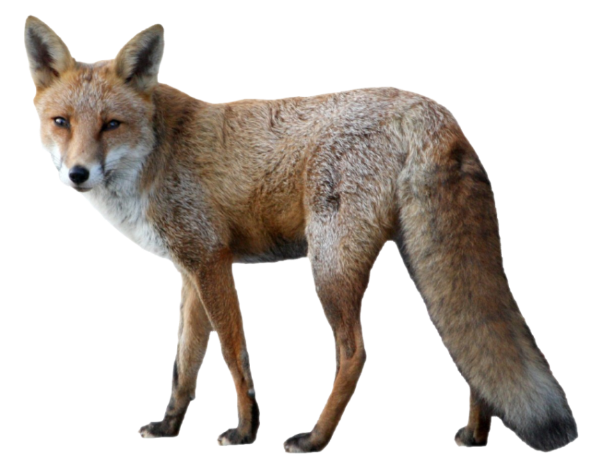 European Red Fox PNG Photo Download Free