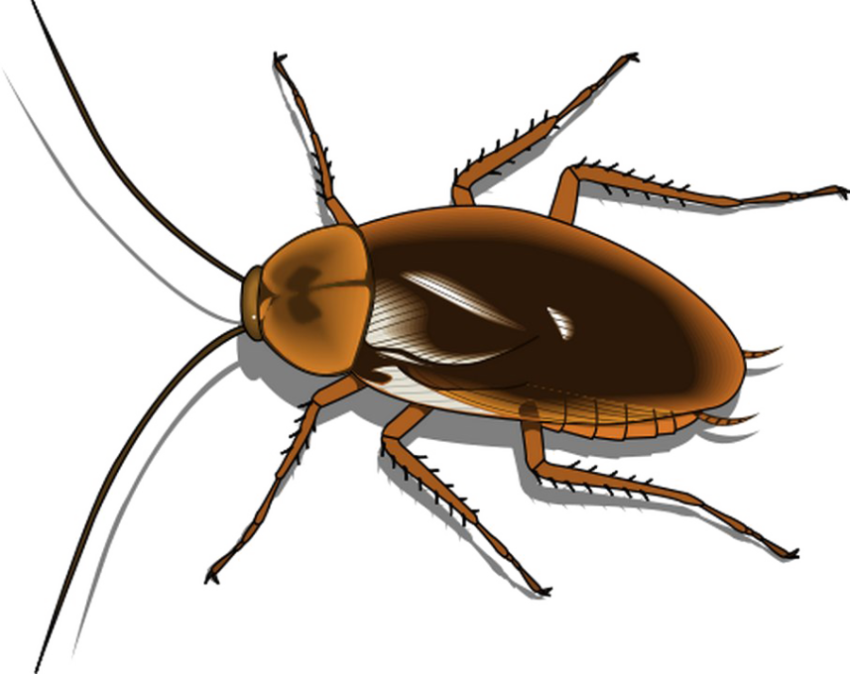 Free Animals On Animated Clipart iStock Vector Clear Roach PNG Image Free Download