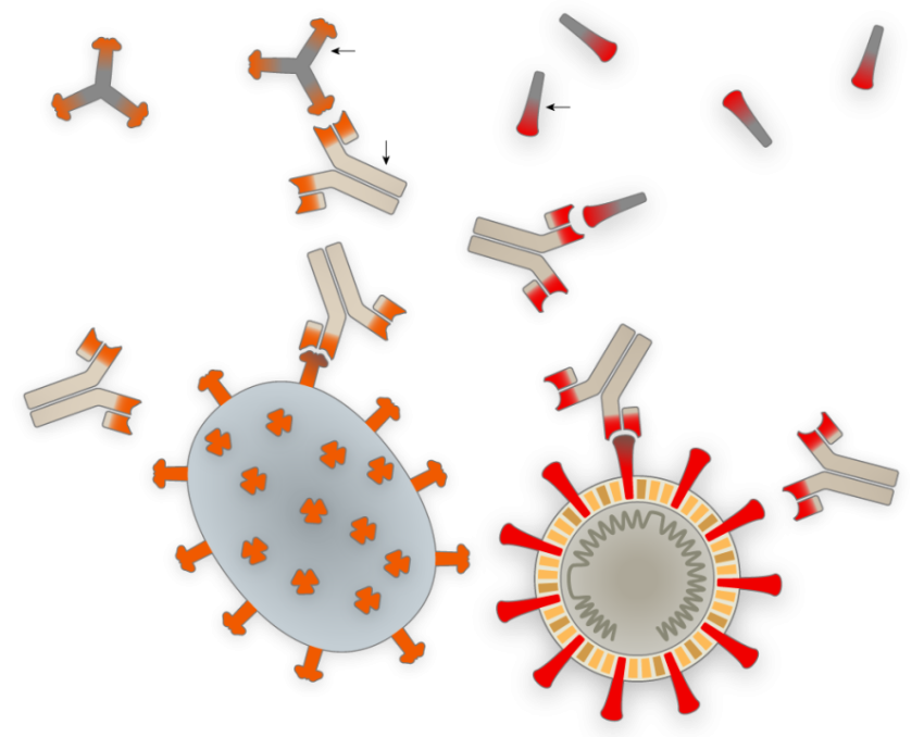 Stop Coronavirus PNG Svg Viruse Logo Free Download
