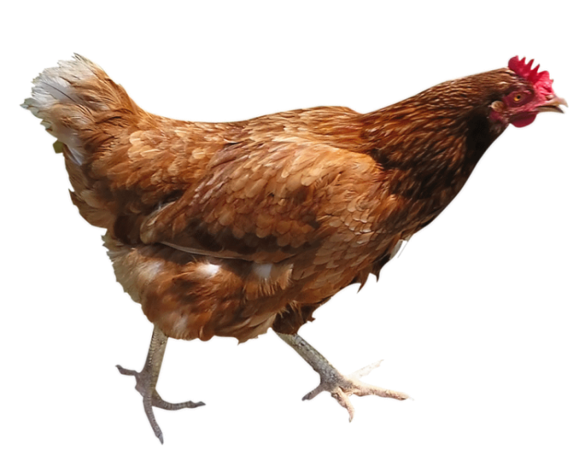 Hen chicken runing PNG free download