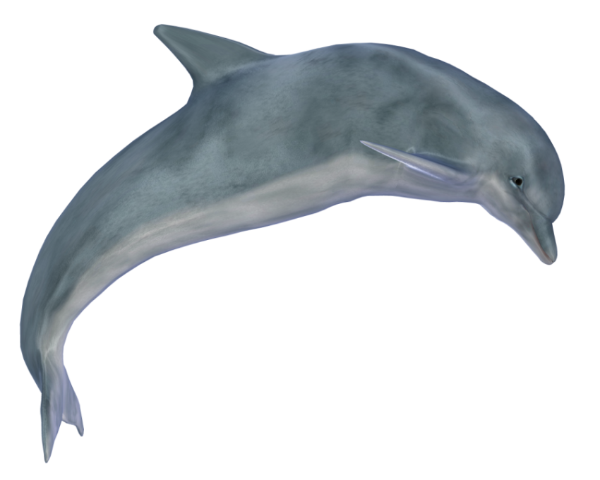 Dolphin jumping by silver free png download