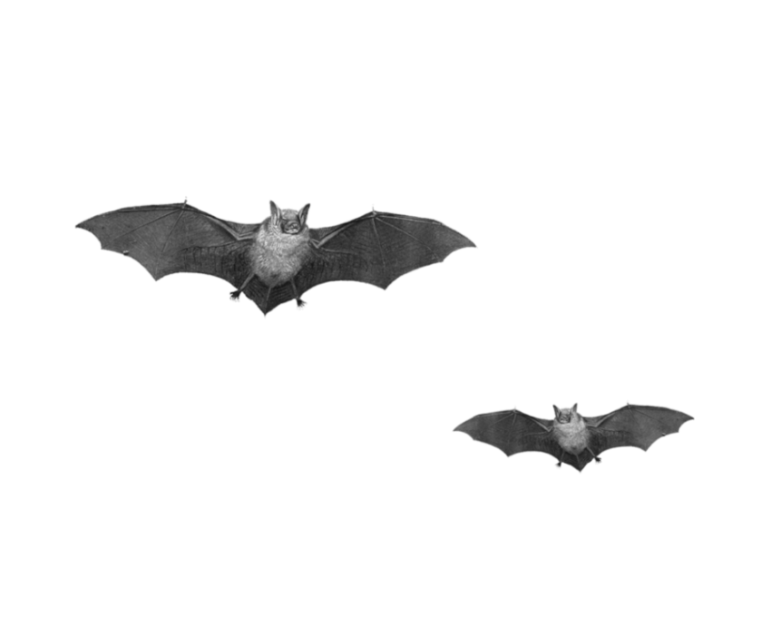 Two Bats free png graphics download
