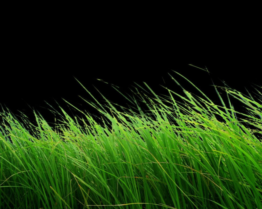 Grass Vector Art Image, Graphics for free Download Picture
