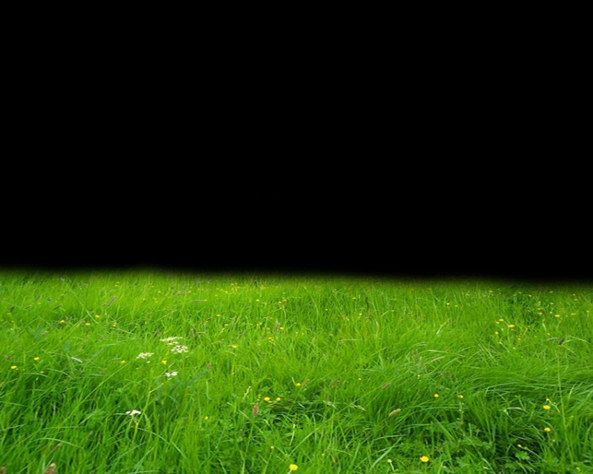 Grass on Black background Image, Stock Photo & vector PNG image